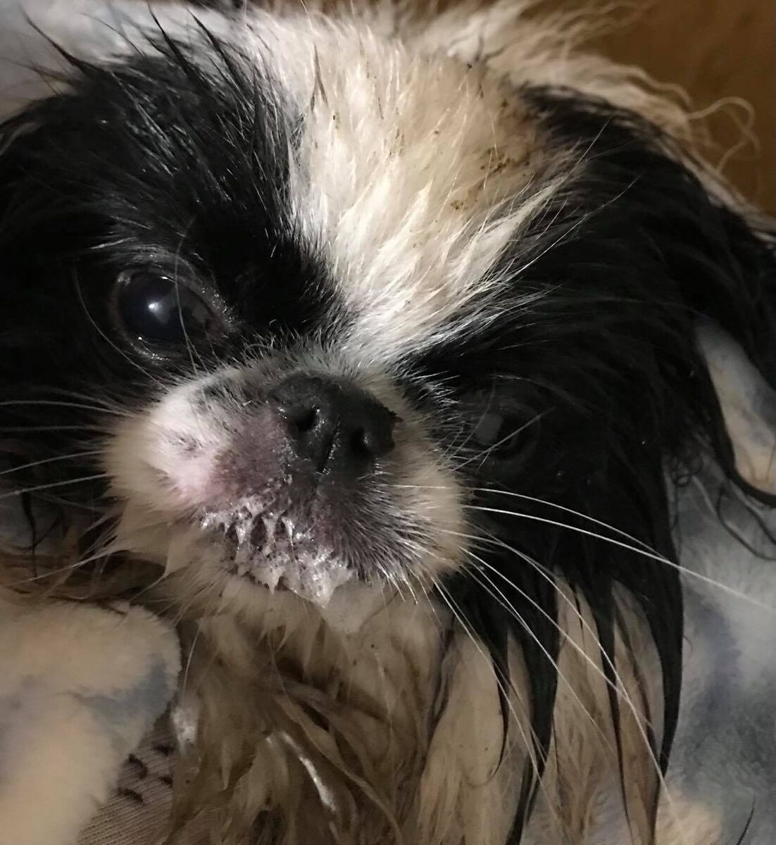 Митенька не бешеная. Она просто защищала двор от нашествия жаб! Но для иллюстрации бешенства на этом фото за бешеную сойдет.