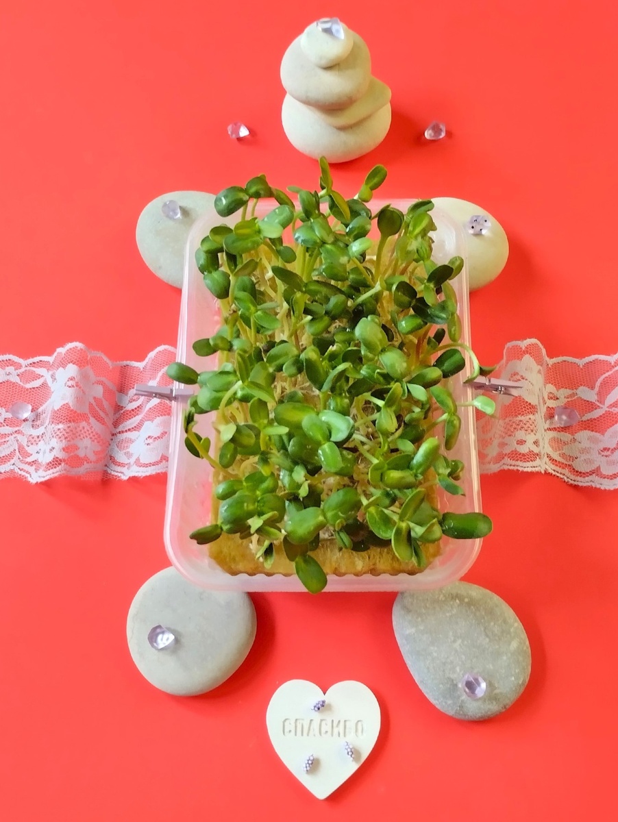 Микрозелень подсолнечника, выращенная на агровате.