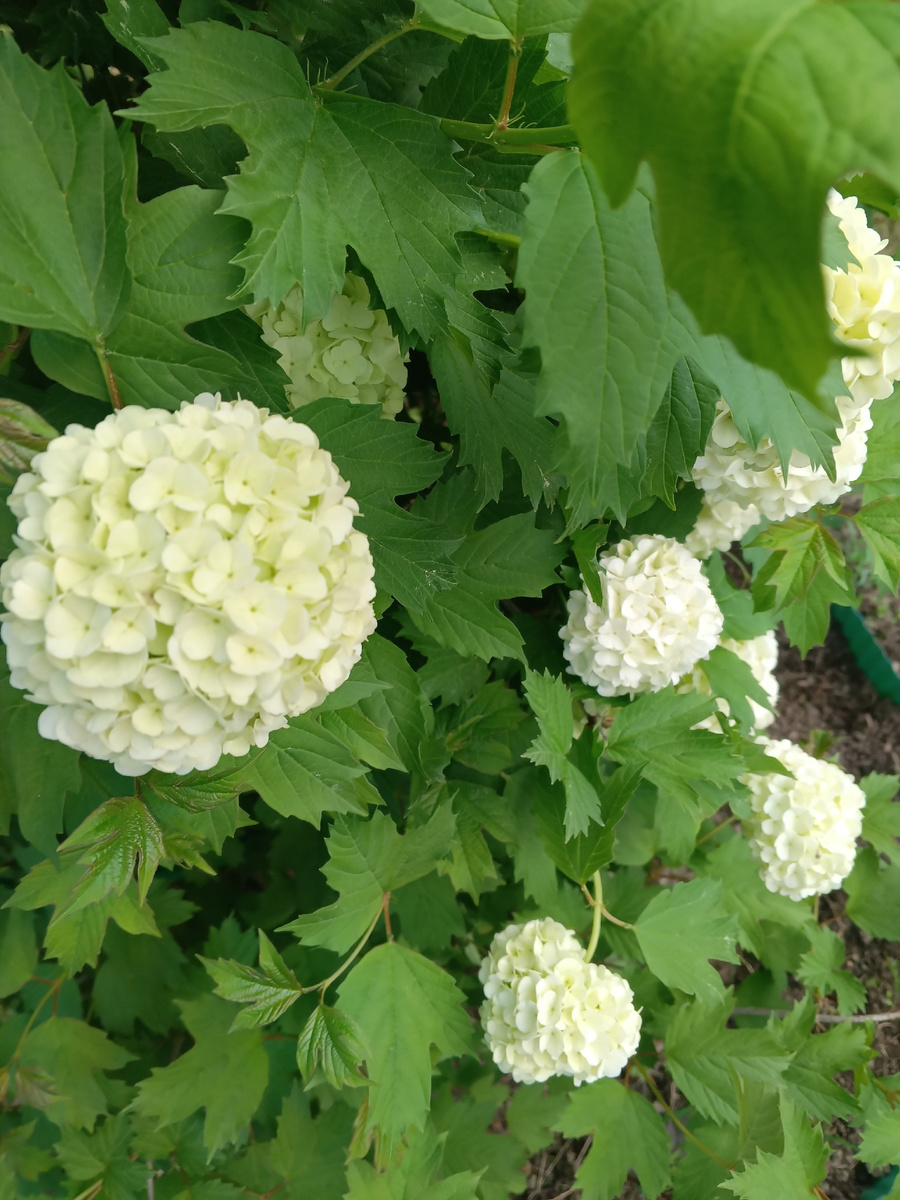 фото автора: красотка калина Бульдонеж