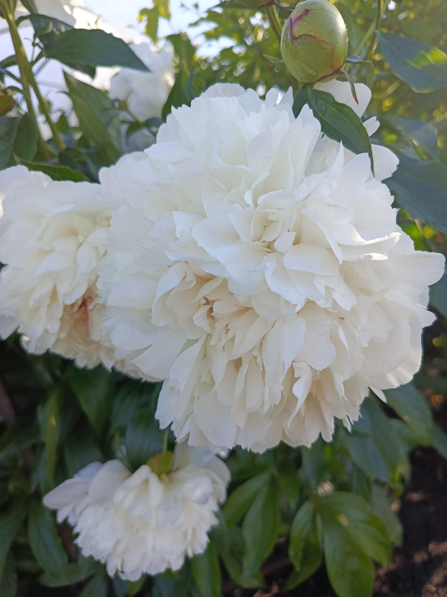 Фестива Максима