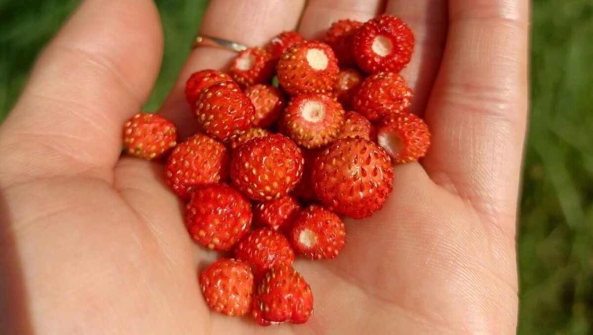     Автор: Лилия Кильдигулова Источник: https://vk.com/gribnik74