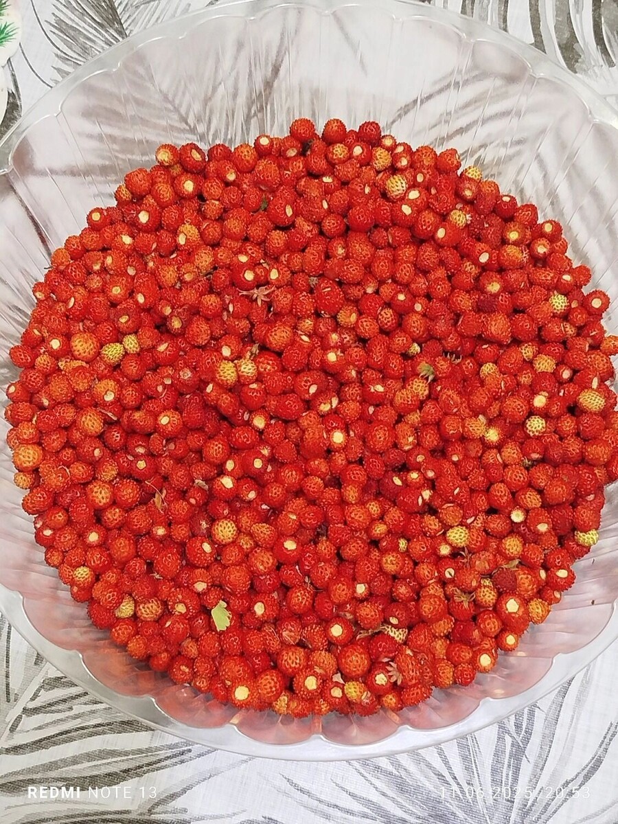     Автор: Ангел Воинственный Источник: https://vk.com/gribnik74