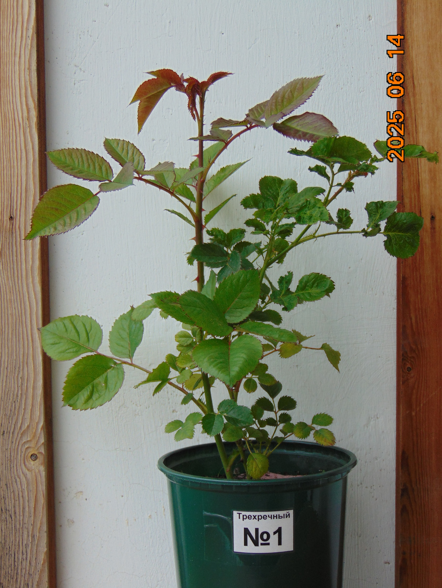 Саженец корнесобственной розы № 1