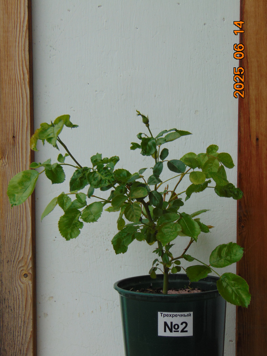 Саженец корнесобственной розы № 2