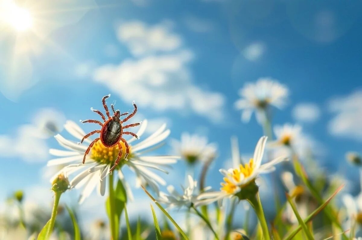    В Новосибирске повторно обработают популярные зоны отдыха от клещей