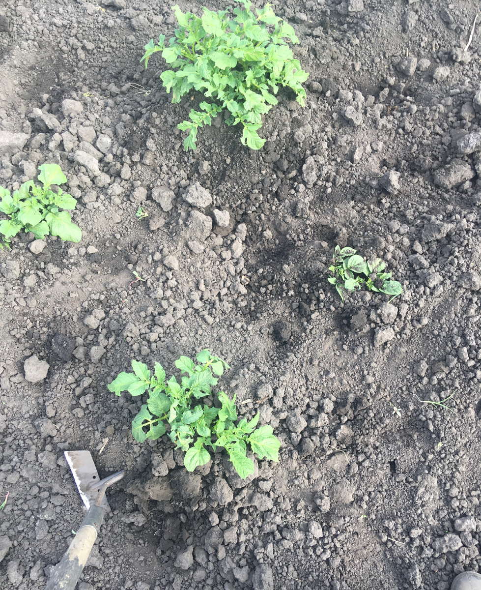 Слева и справа - падалка