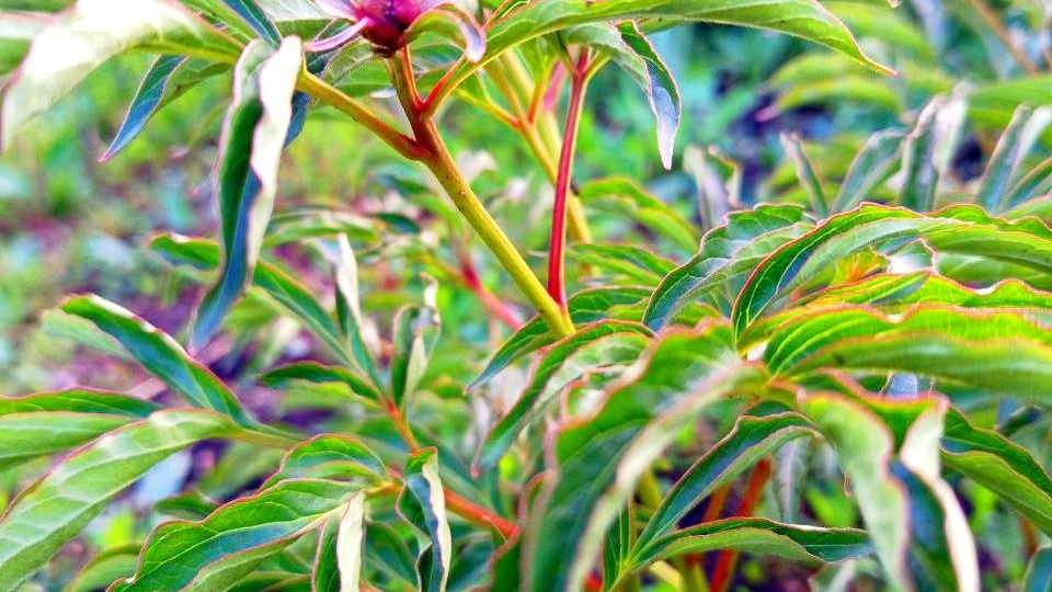 💖Пионы крутят листья и у них засыхают бутоны: справятся сами или надо помочь