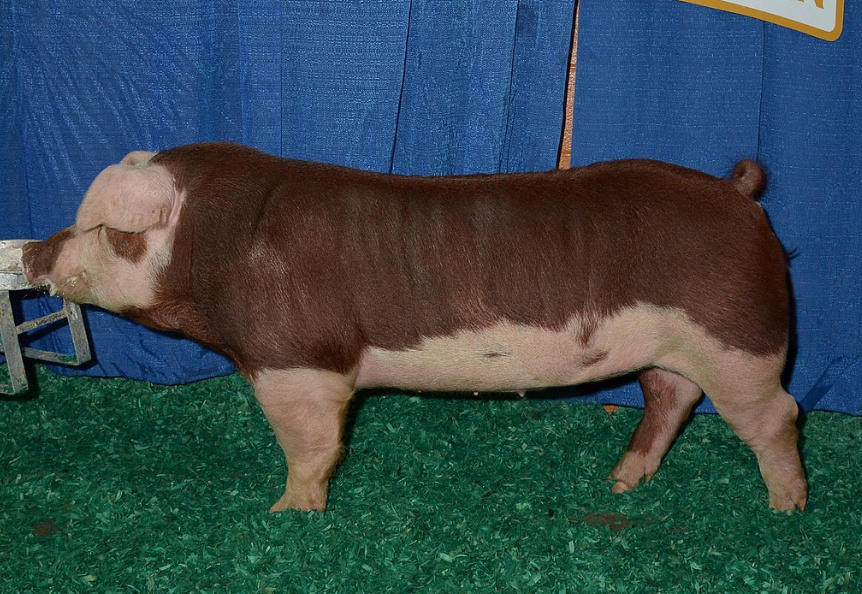 Хряк херефордской породы, к числу представителей которой принадлежал и Король Нептун. Исходное изображение найдено на wikimedia.org. Его автор - Keystone International.