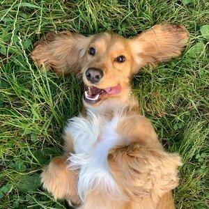 Каждому хозяину знакома ситуация: проспал будильник, опаздываешь на работу, и прогулка с питомцем откладывается «до вечера».