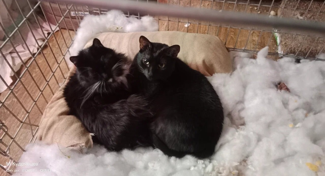 Кошки спят в клетке.А белое-это подушка ,собака разодрала.