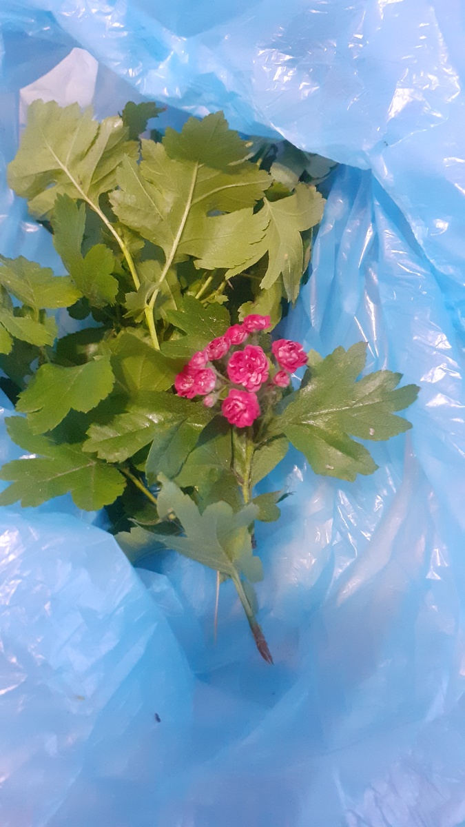 В мае в Москве в Бирюлево цвел вот такой необычный боярышник