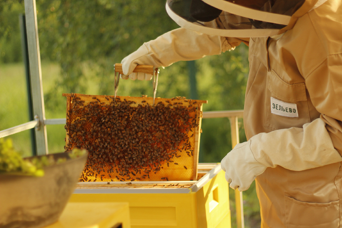 Наша пасека