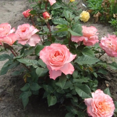 розы в саду