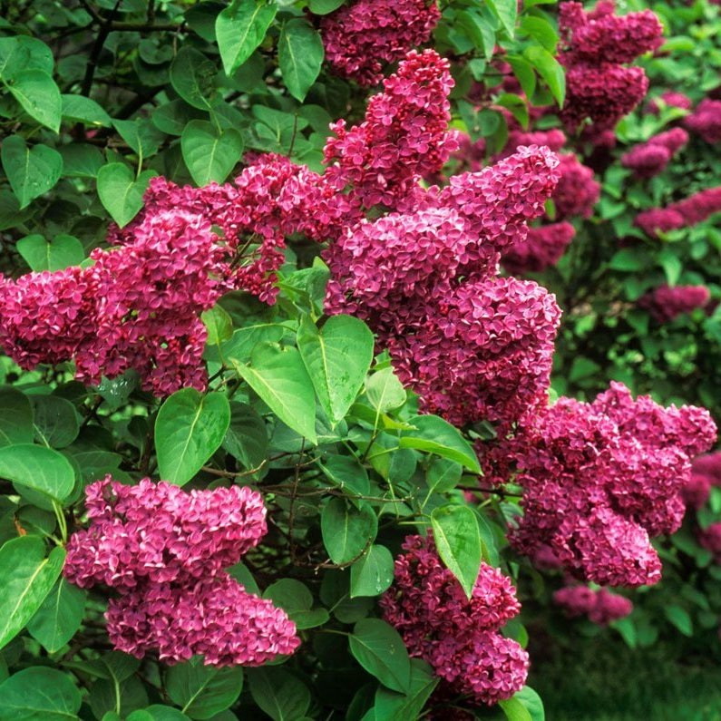 сирень в саду и огороде