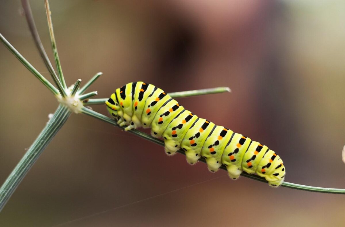    Nikilev / Shutterstock / FOTODOM