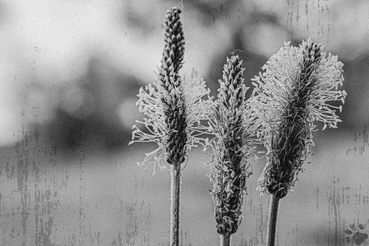 Из серии «Отпечатки»