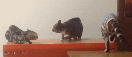 Если у БКС какое-то событие, Меган обязательно влезет: на чужой свадьбе объявит о беременности и т.д.