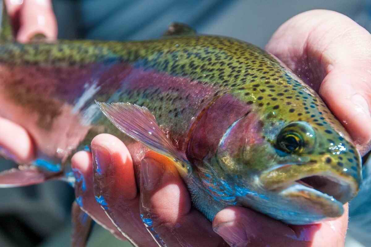 Шокирующая правда о рыбной боли | Почему асфиксия - это пытка