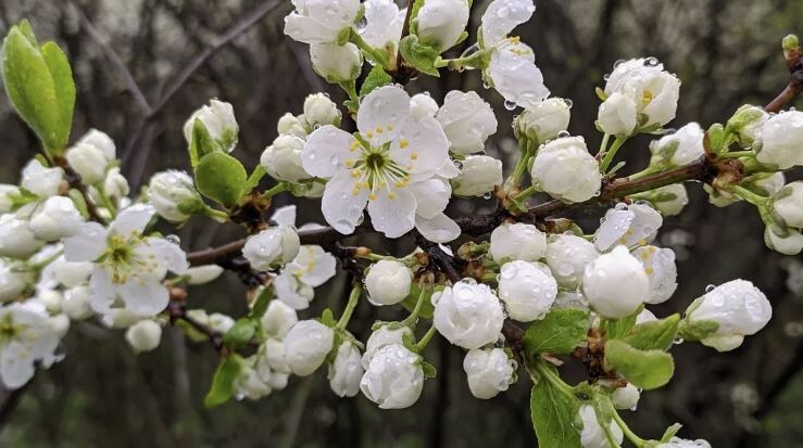 Почему слива цветет, но не завязывает плоды: причины и решения