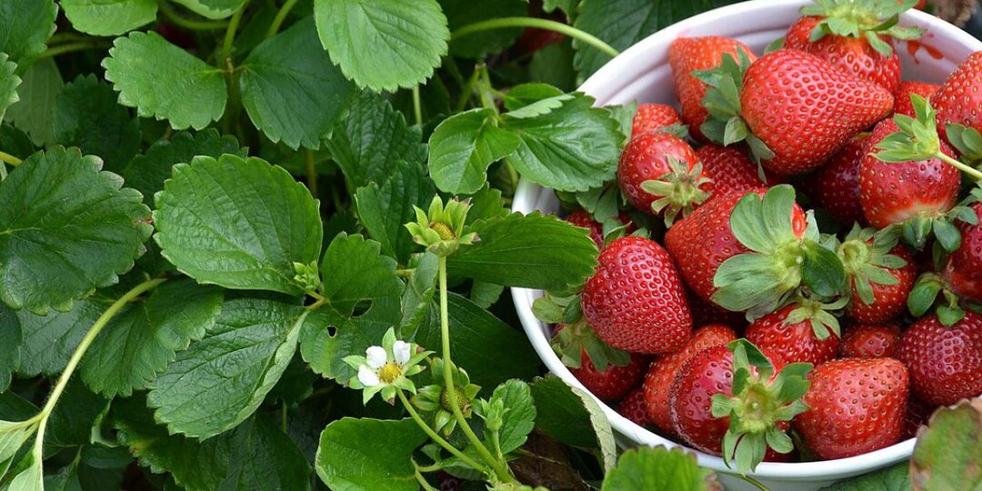 Пол-литра под каждый куст — и клубника начинает плодоносить как сумасшедшая