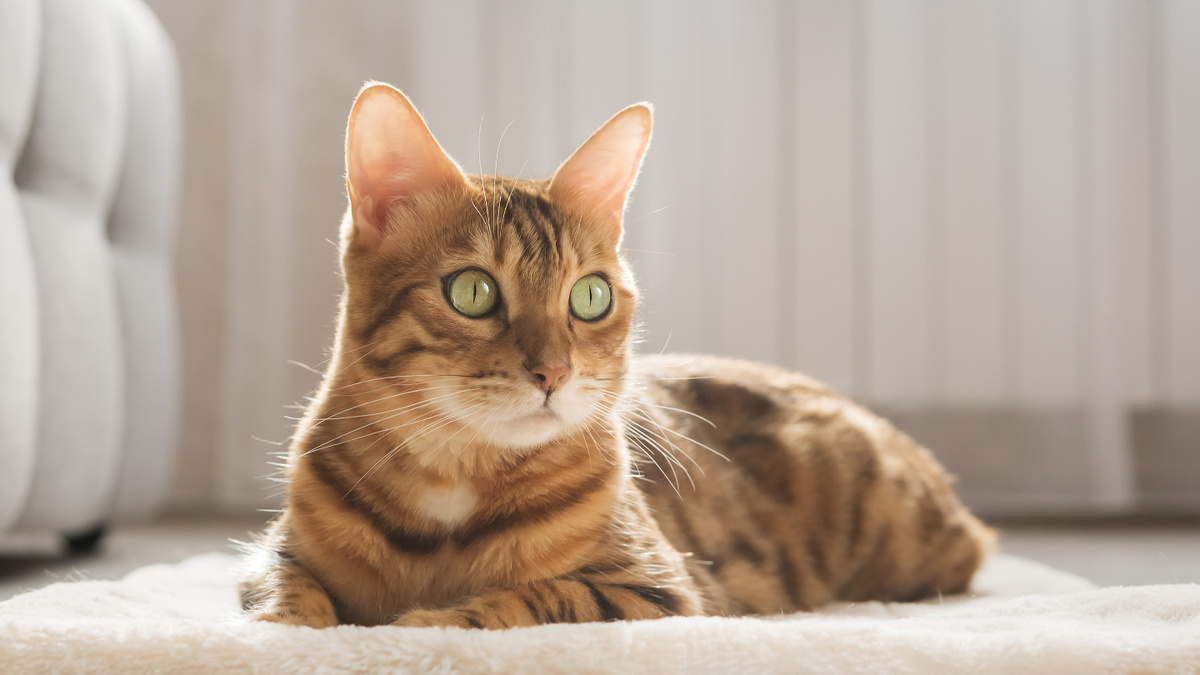     Фото: Svetlana Rey/Shutterstock/FOTODOM Важно помнить, что у кошек нет универсального донора крови, как у людей (группа 0). Даже при совпадении основных групп перед переливанием ветеринары всегда проводят специальный тест