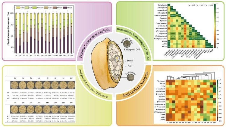    Овсяное масло полезно для здоровья и обеспечивает культуре дополнительный маржинальный рынок
