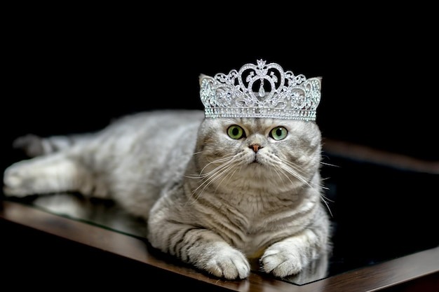 Ваша будущая шотландская принцесса ждет своего имени!