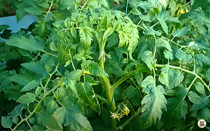 Что делать, если томаты пышут здоровьем, но урожая нет