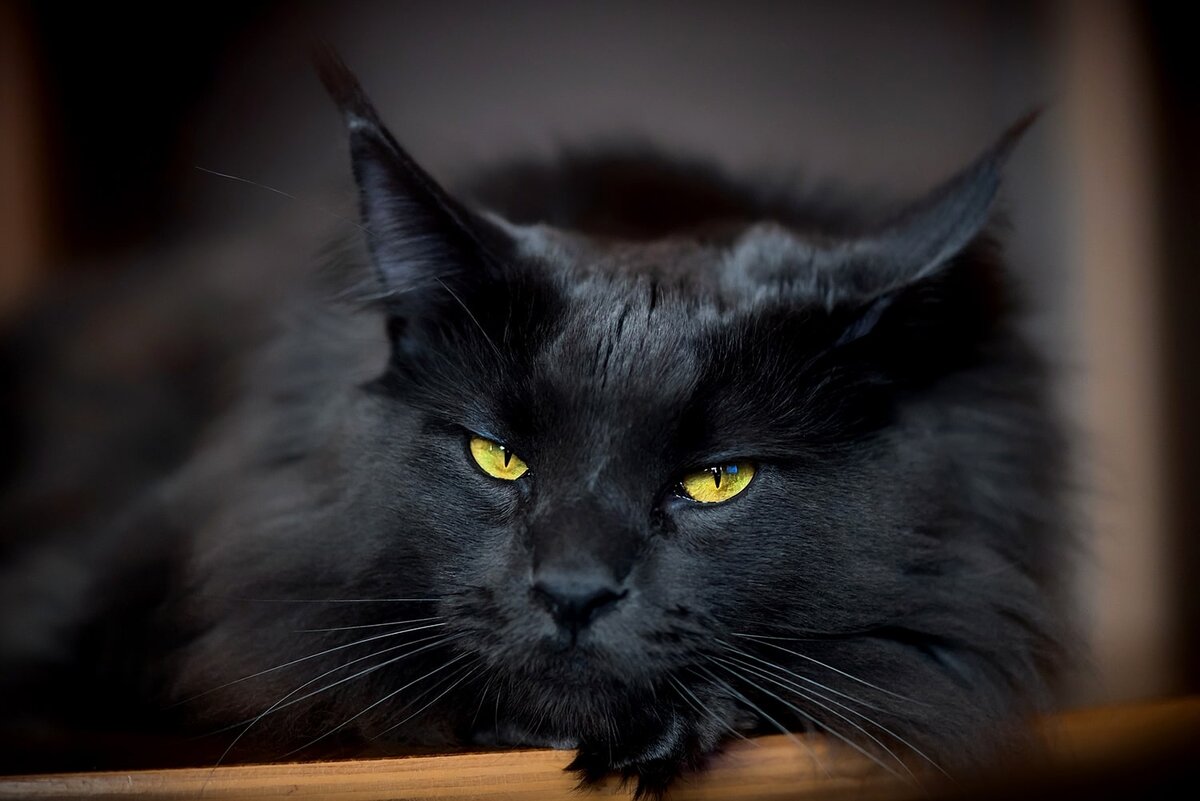 Взгляд Найта полон древних тайн.