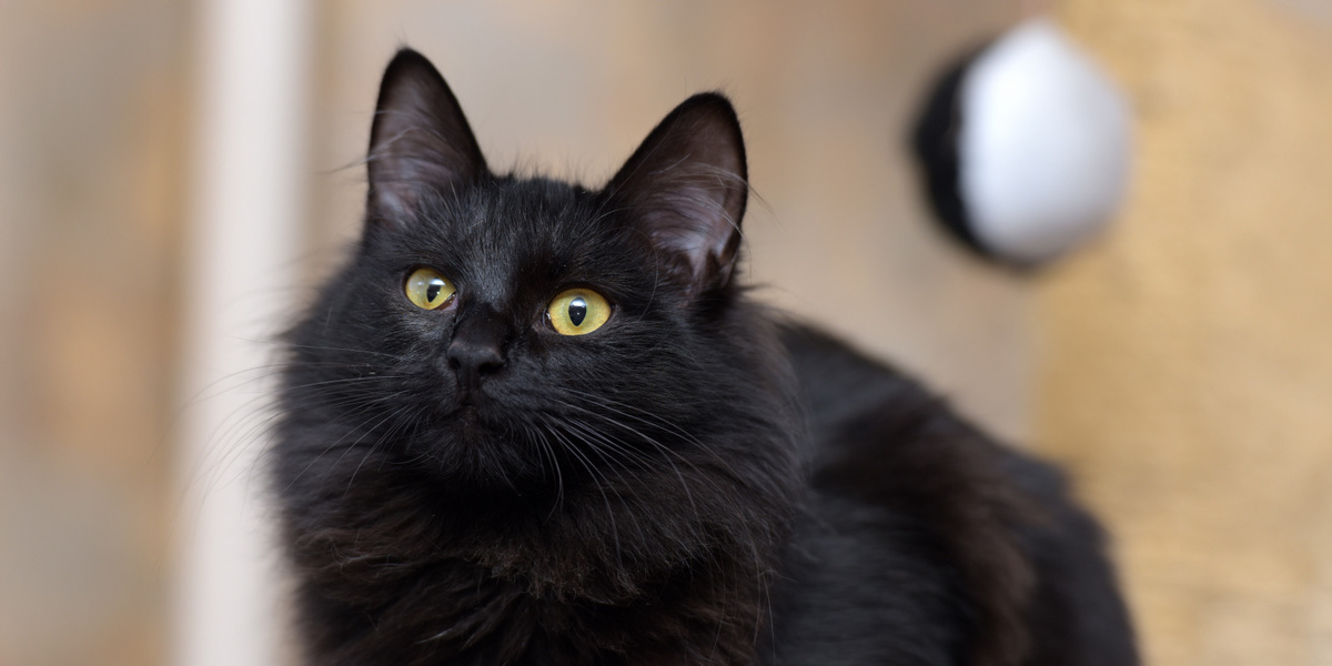 Знакомьтесь, это Морфей, хранитель снов и секретов.