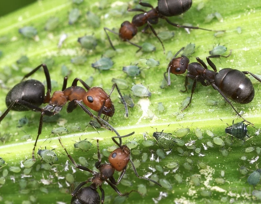 Муравьи «пасут» тлю 