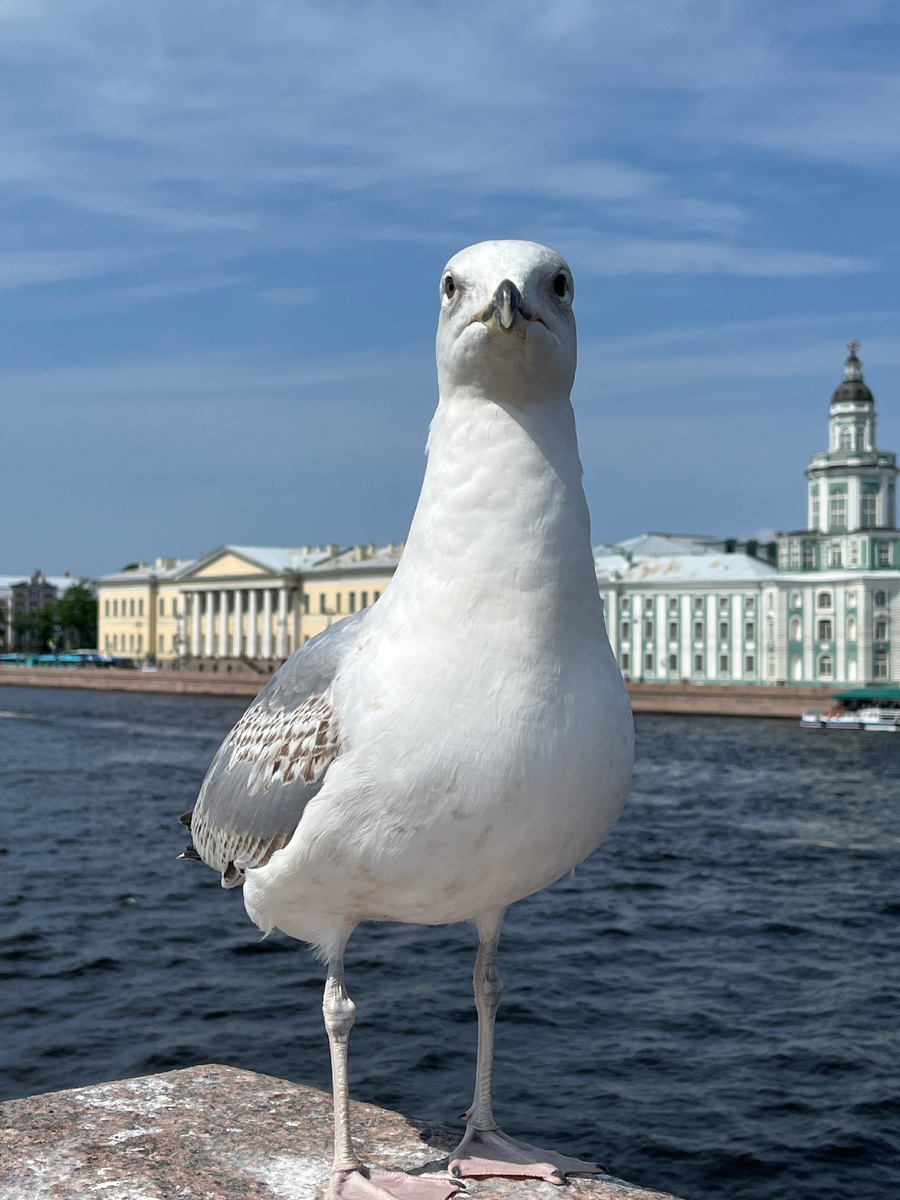 Жирненькая питербуржанка!!  😂