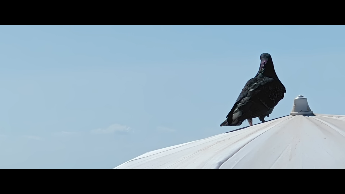     Павел Хмурчик