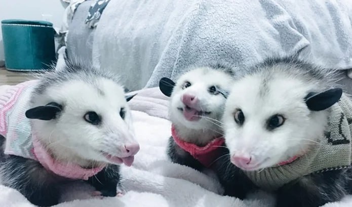 Вот он какой, виргинский опоссум! 🐾 