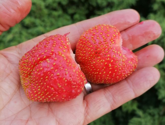 вот и клубника пошла... но слабо