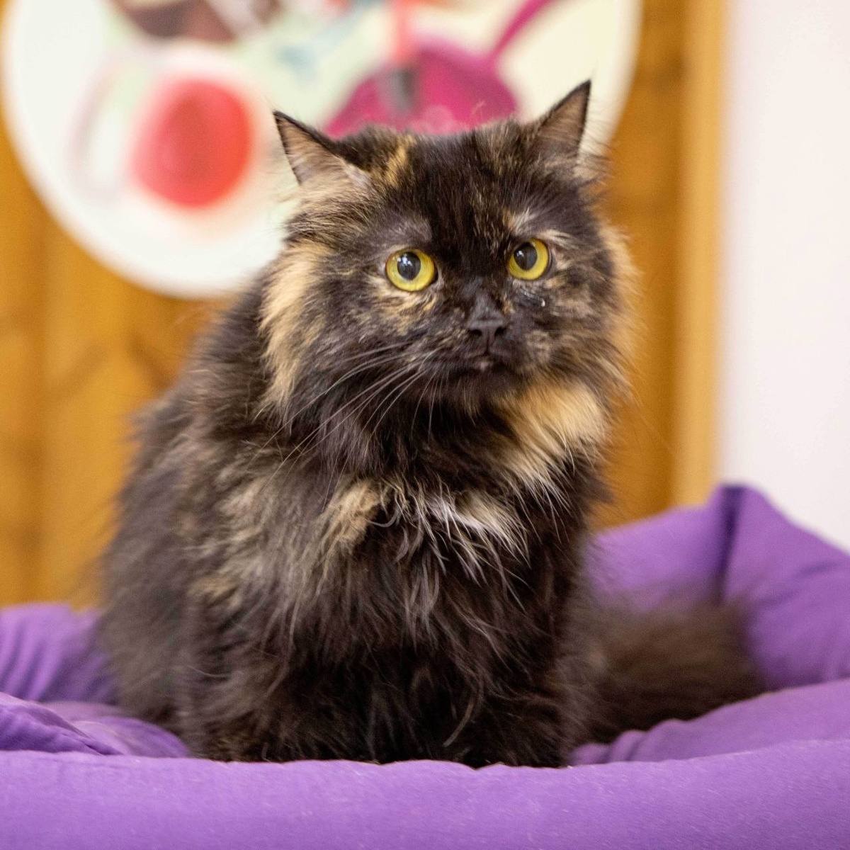  Сафира — очень нежное и обаятельное создание с уникальным черепаховым окрасом. 