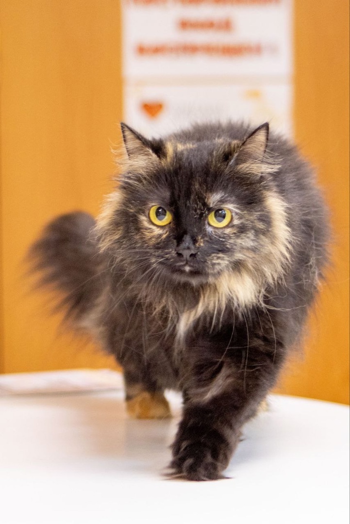 Настоящая, самая любящая семья для Сафиры где-то ещё впереди.