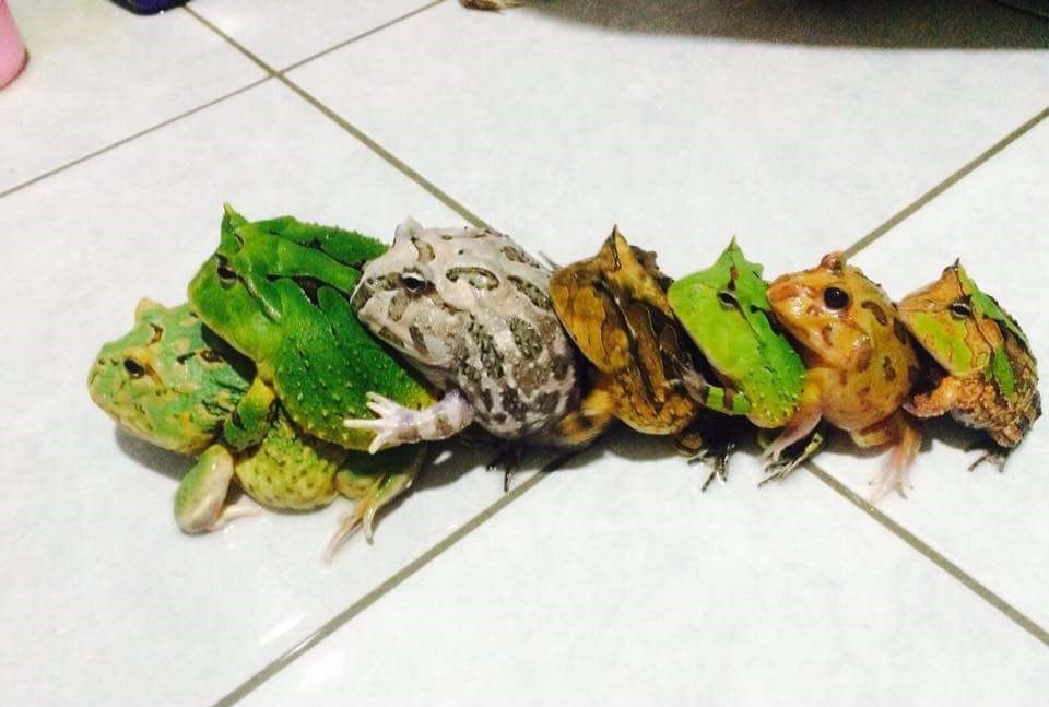 Калейдоскоп красок! 🎨 Рогатые лягушки поражают разнообразием своих нарядов – от классического зеленого до экзотического альбино