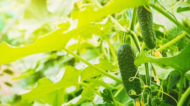 Мои огурцы в разгар июньской жары 