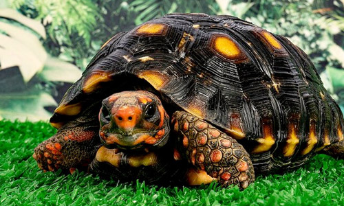 Вот она, во всей своей красе! 🐢 Угольная черепаха – это сочетание мощи, неспешности и удивительно ярких красок природы
