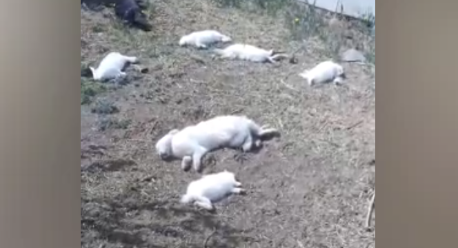  Видео последствий побоища на своём дворе хозяева кроличьей фермы выложили в социальной сети / Скриншот экрана