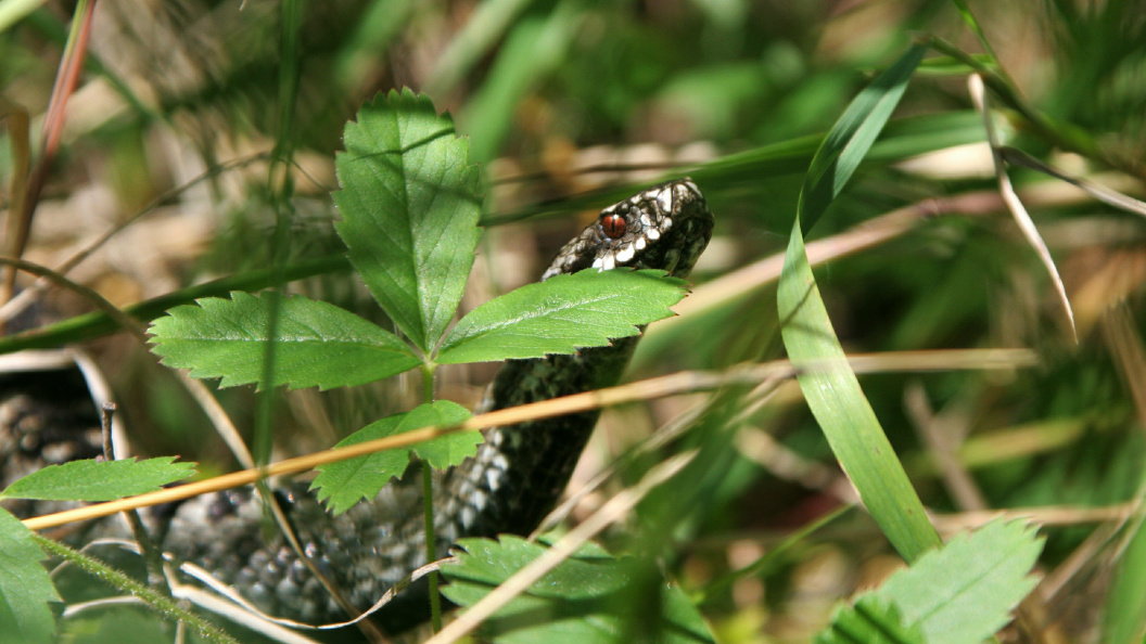    фото: Nikolay Gyngazov/Globallookpress