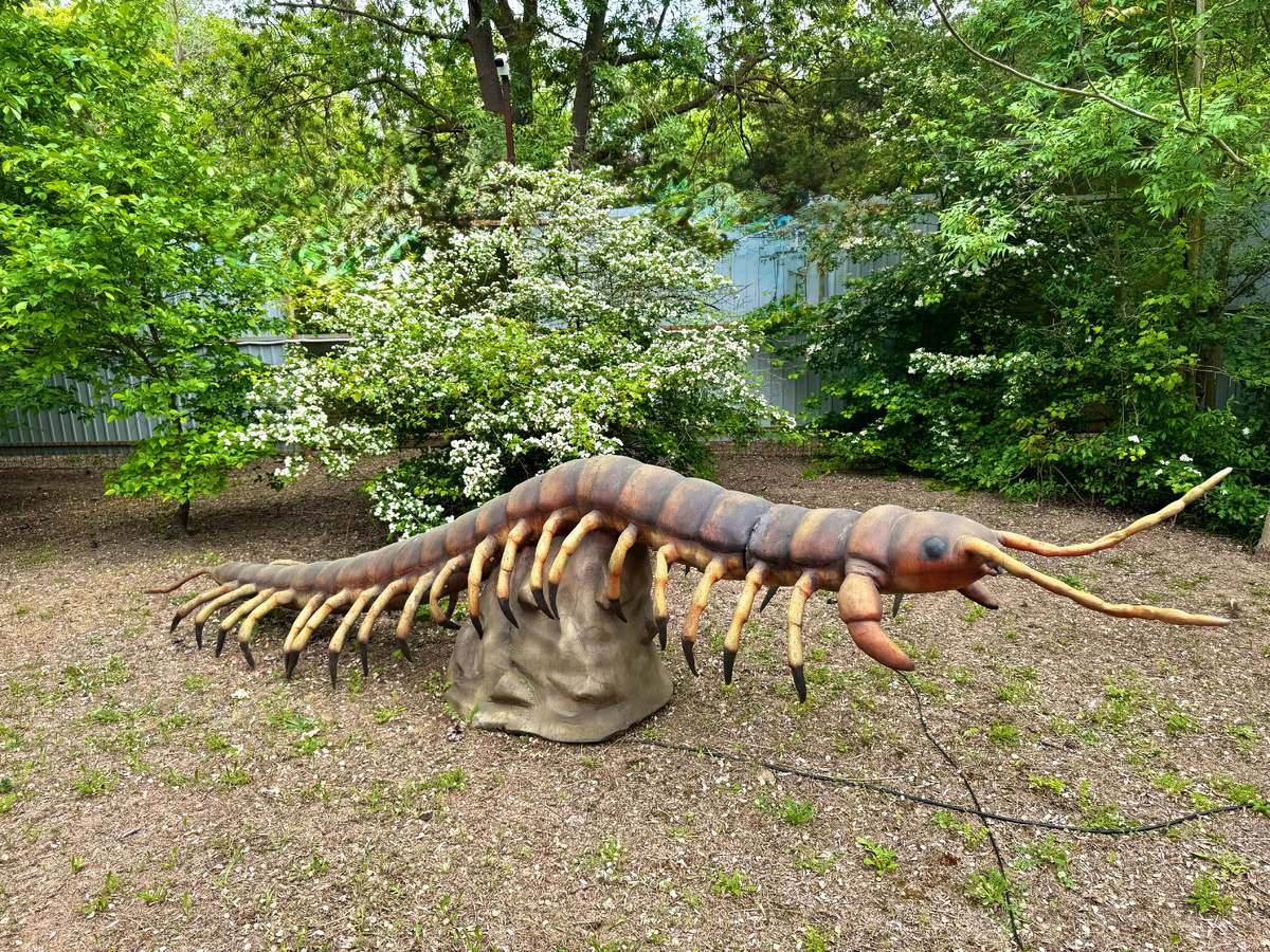 Гигантская сколопендра.