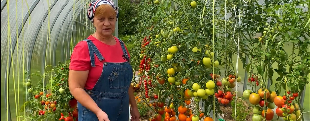 Томаты в теплице. Полив, уход, подкормки. Часть 1.