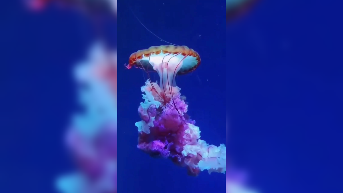 Автор: В. Панченко