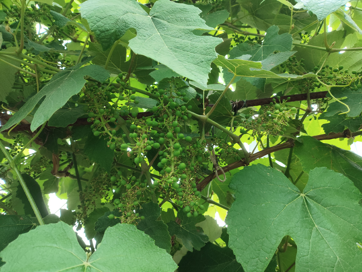 Изабелла на глазах увеличивается