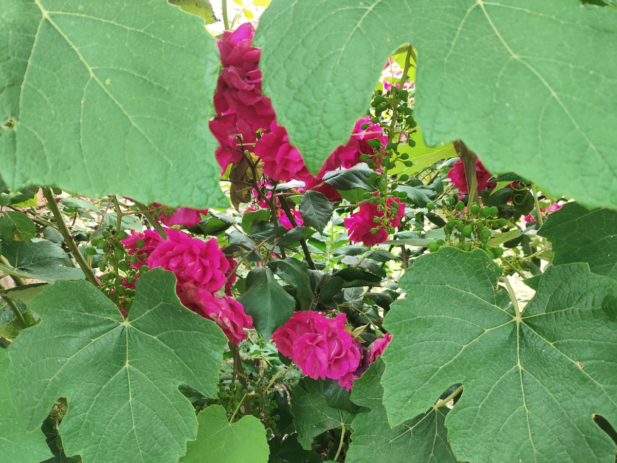 Природный коллаж