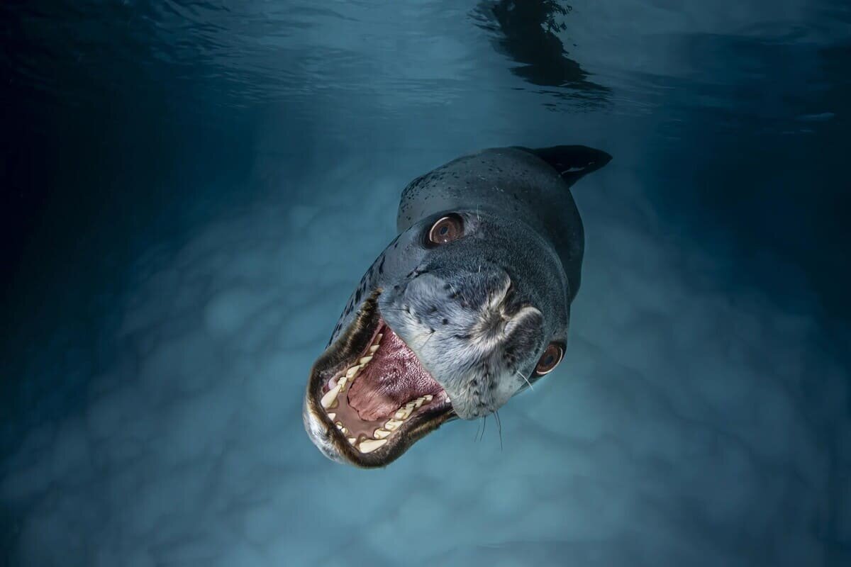    Третье место в категории «Большие и малые подводные существа» / © Lars von Ritter Zahony