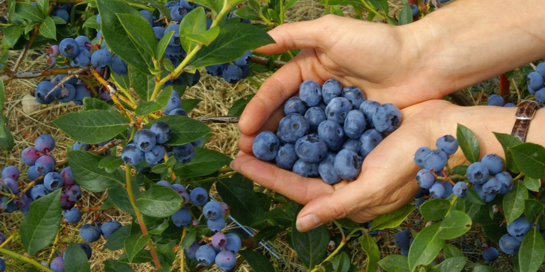 Чем подкормить голубику для большого урожая и с минимальными вложениями