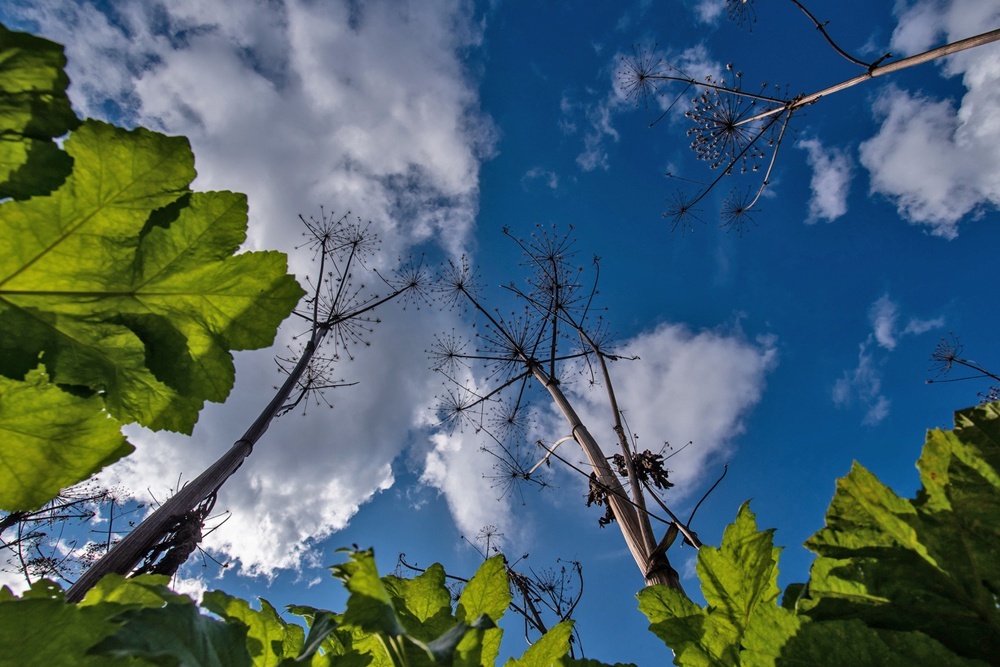    Особенно опасен борщевик в первой половине лета - перед и во время цветения. / iStock